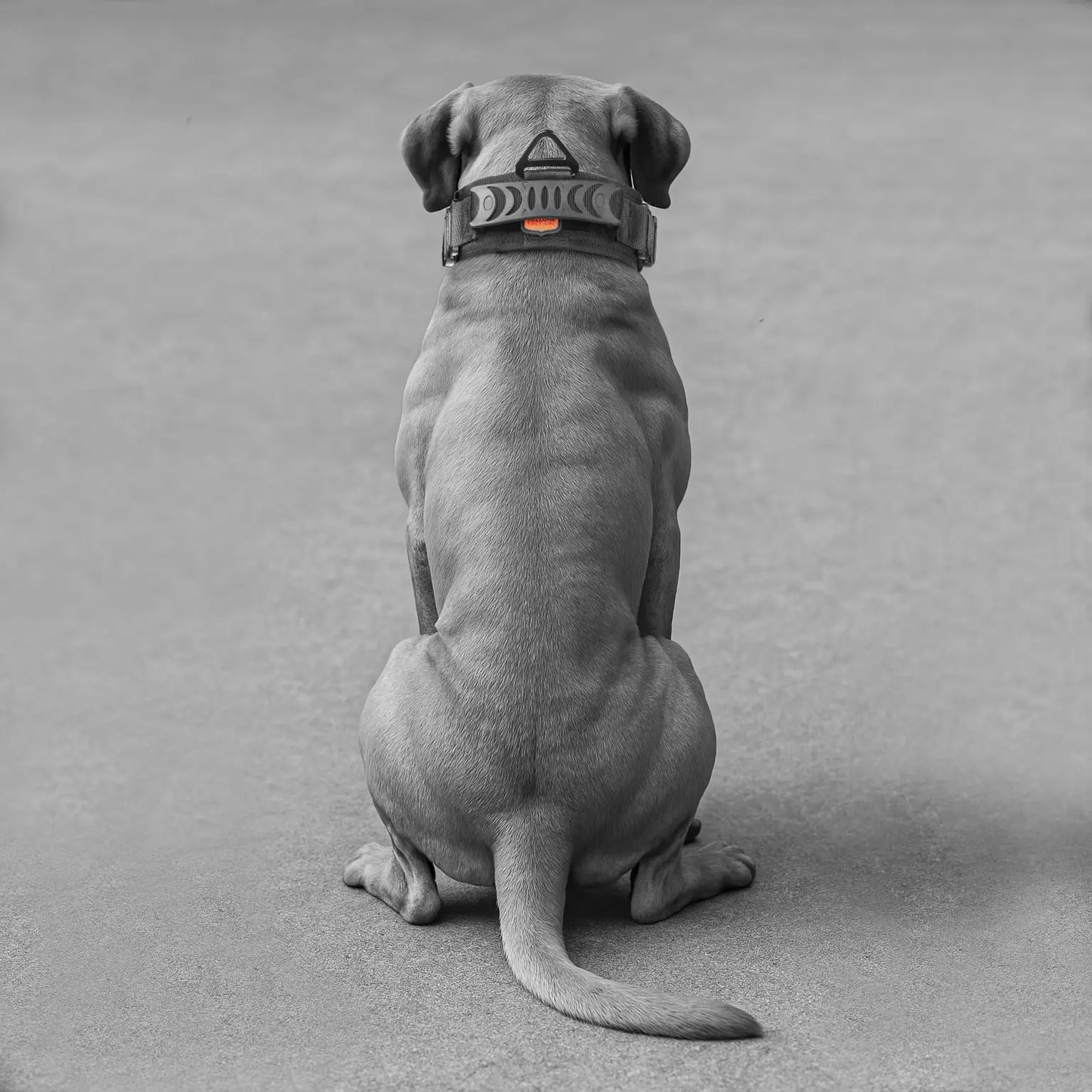 2.5 inch Tactical Collar | Tactical K-9 Dog Collar | Thick Dog Collar | One size 16"-26"
