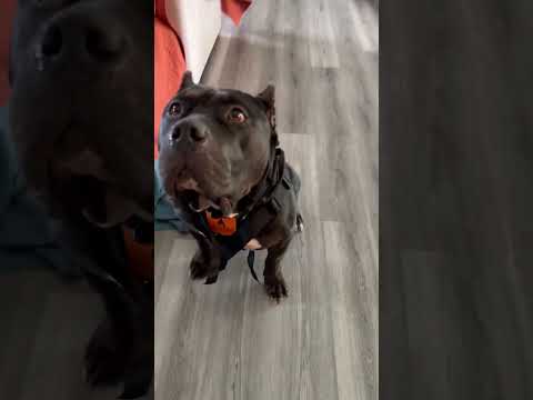 Hellgar™ Harness | Tactical Dog Harness