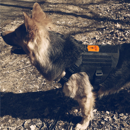 Chew resistant, unchewable, chew proof dog harness | Hellgar Tactical