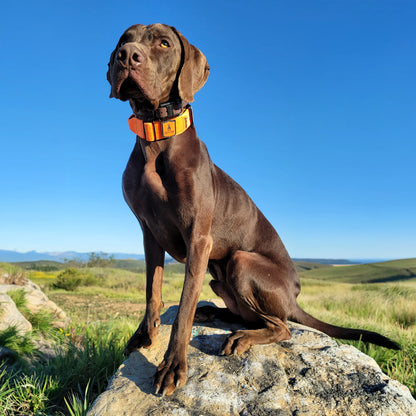 1.5" inch Echo Tactical Dog Collar